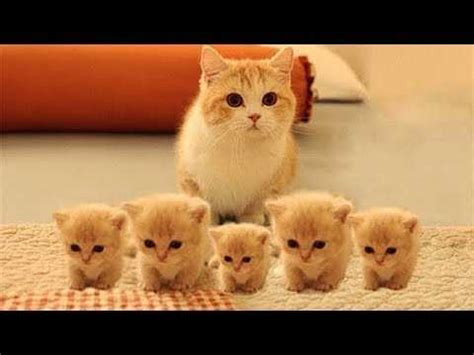 18 Funny Orange Cats