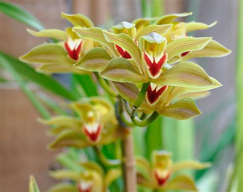 Orquídea Cymbidium Más de 1000 PLANTAS Y FLORES del mundo