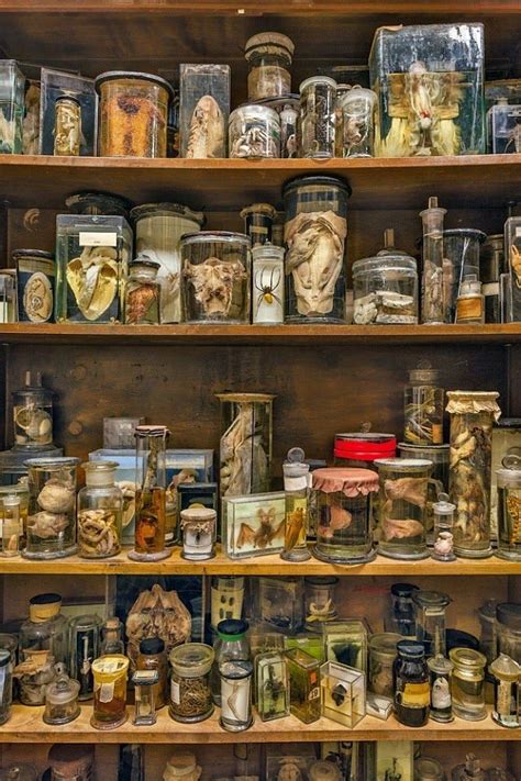 Museum Of Curiosity Curiosity Shop Wet Specimen Cabinet Of