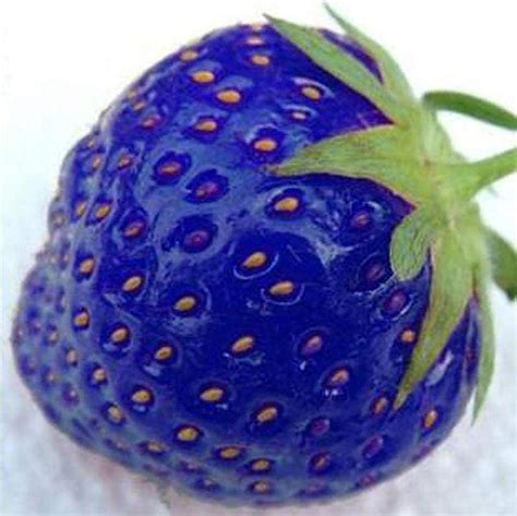 Achidistviq 200pcs Blue Strawberry Seeds Delicious Fruit And Vegetable