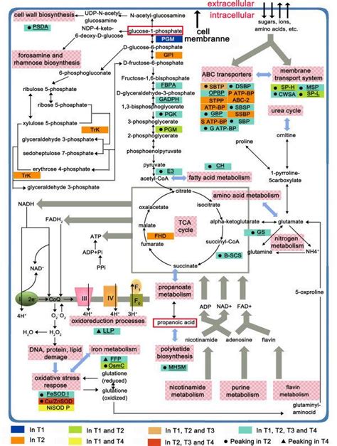 Scheme of metabolic pathways where enzymes upregulated in specific... in 2023 | Biochemistry ...