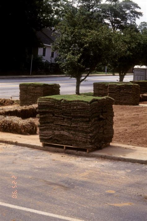 Sod Installed In Fall Or Winter Walter Reeves The Georgia Gardener