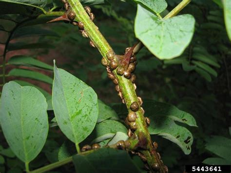 Kudzu Bug Megacopta Cribraria