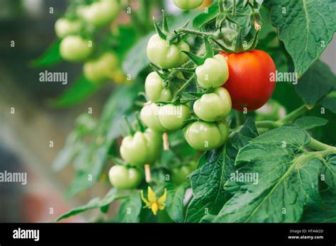 Tomatos Plant Hi Res Stock Photography And Images Alamy