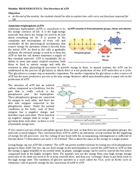 Atp Worksheet Download Free Pdf Adenosine Diphosphate Adenosine