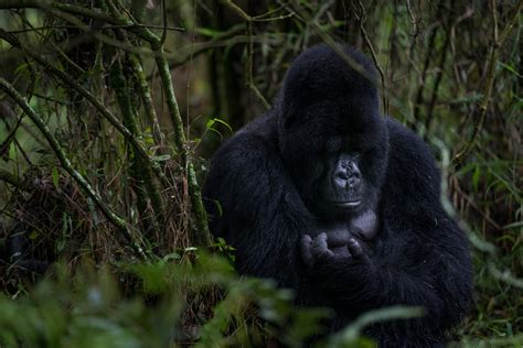 Mountain Gorilla Habitat Loss