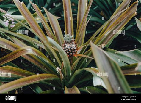 Azorean Pineapple Plant Growing Stock Photo Alamy