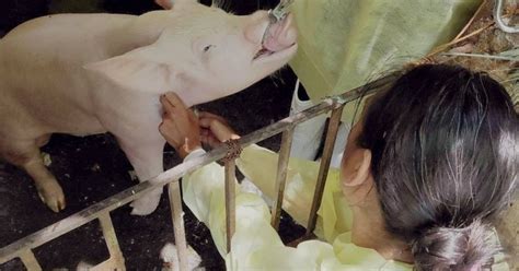 ASF reported in Negros Oriental town; 265 pigs culled | Philippine News ...