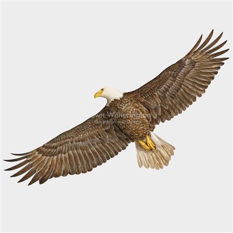 Bald Eagle in flight – drawnbydawn