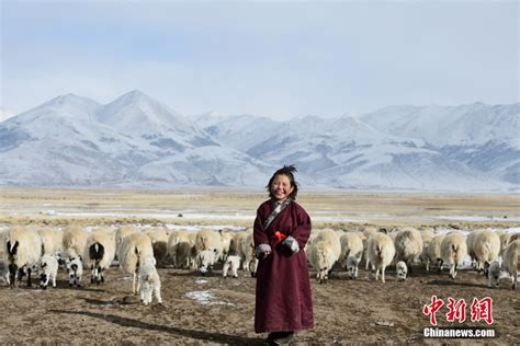 西藏藏北雪山下 牧人的“天堂草原”图片中国西藏网