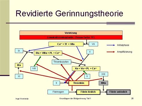 Grundlagen Der Blutgerinnung Teil Aufgaben Und Ablauf