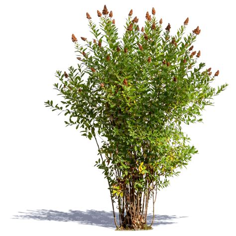 Bush With Small Blossoms For Architectural Visualizations