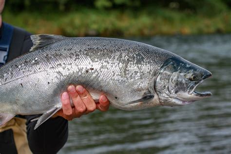 Wild Alaska Salmon | Local Salmon From Alaska, United States of America