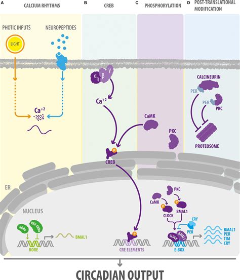 Frontiers Reciprocal Relationship Between Calcium Signaling And