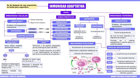 Mapa Conceptual De Inmunidad