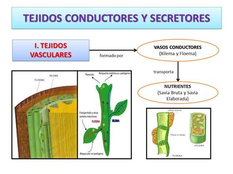 El Portal De La Biolog A Ii Unidad Secundaria Histolog A