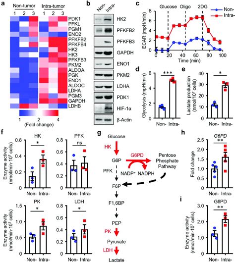 Glycolysis Is Significantly Enhanced In Neutrophils Infiltrating Hcc Download Scientific