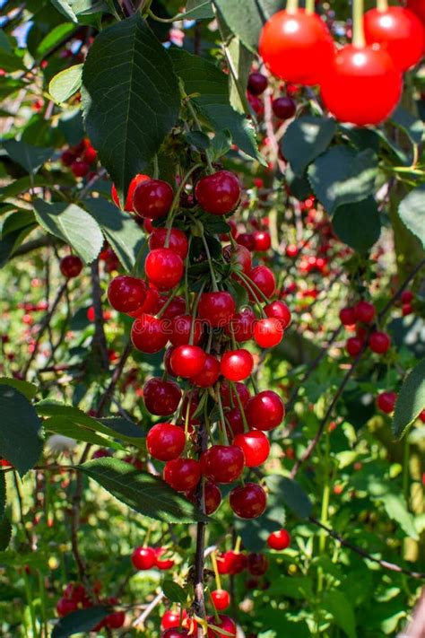 New Harvest Of Prunus Cerasus Sour Cherry Tart Cherry Or Dwarf Cherry