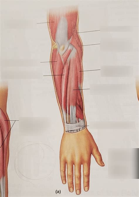 Anterior Forearm Muscle Superfical Diagram Quizlet