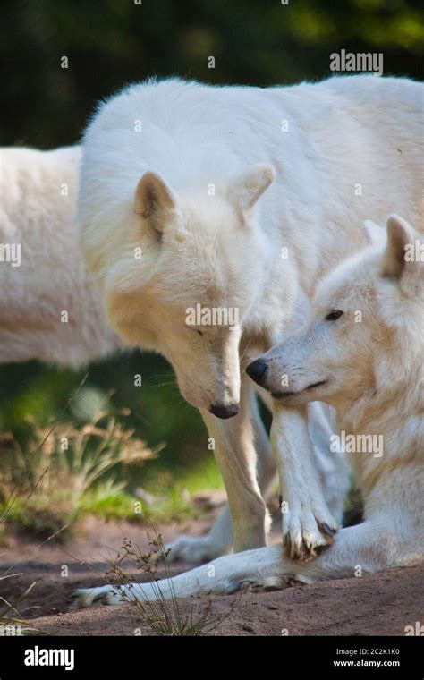 Arctic Wolf Canis Lupus Arctos Stock Photo Alamy