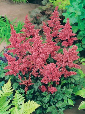 Tawu Ka Astilbe Japonica Bremen Sklep Cebule Pl