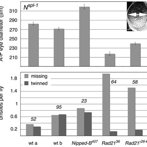 Dominant Effects Of Nipped B And Rad21 Mutations On Notch Split N