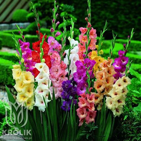 Gladiolus Mieczyk Mieszanka Mix 100 Szt 10 12 Hurtownia I Sklep