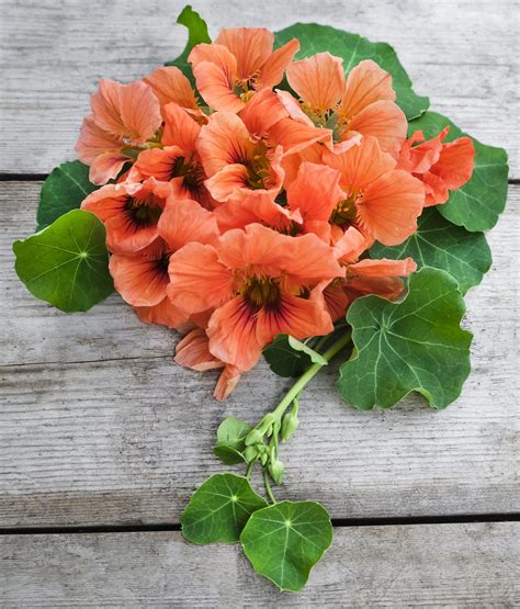 Buy Nasturtium Salmon Mousse Seeds She Grows Veg