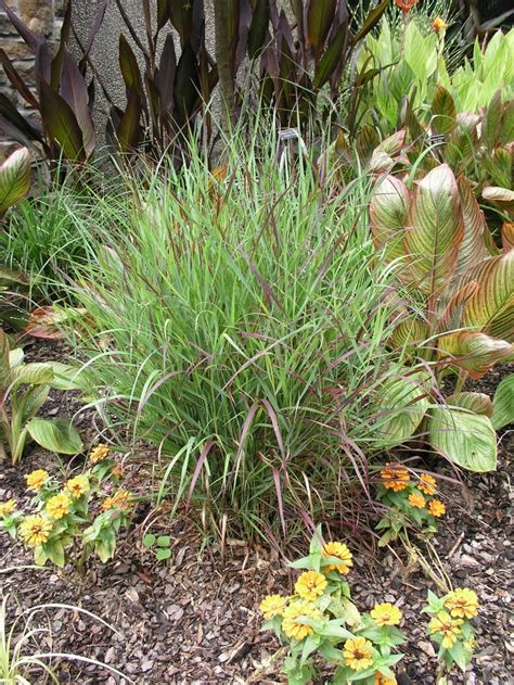 Panicum Virgatum Shenandoah Switch Grass Garden Center Marketing