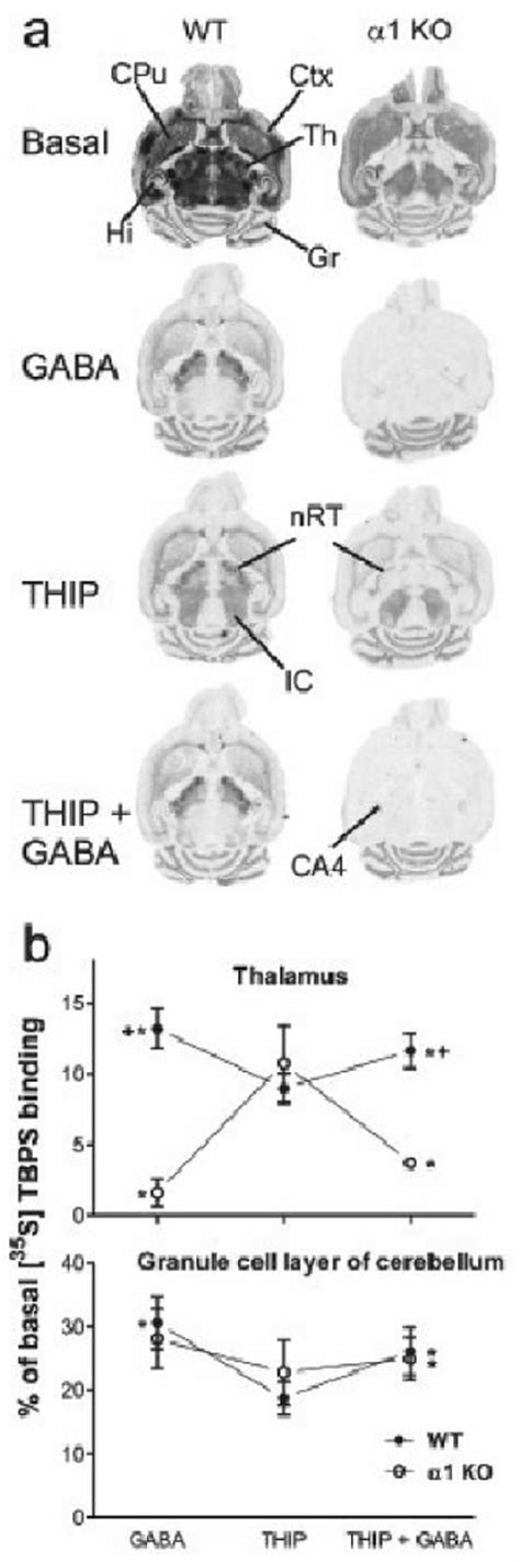 Modulation Of [ 35 S]tbps Binding By Gaba And Thip In α1 Ko Mice A