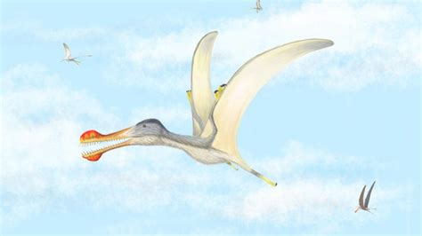 Naked Prehistoric Monsters Pterosaurs Ancient Flying Reptiles May
