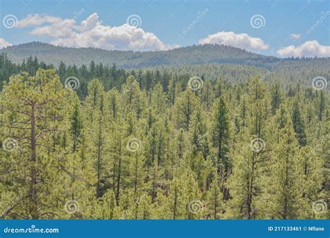 Beautiful View Of Ponderosa Pine Trees In The High Altitude Of The