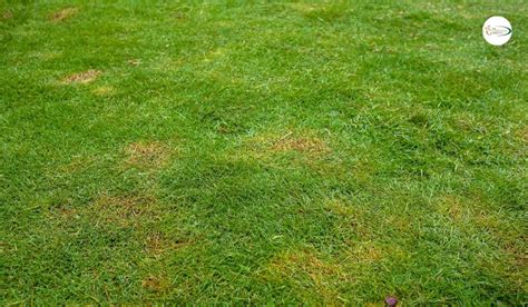 How To Sow Grass Seed Instructions For A Perfect Lawn