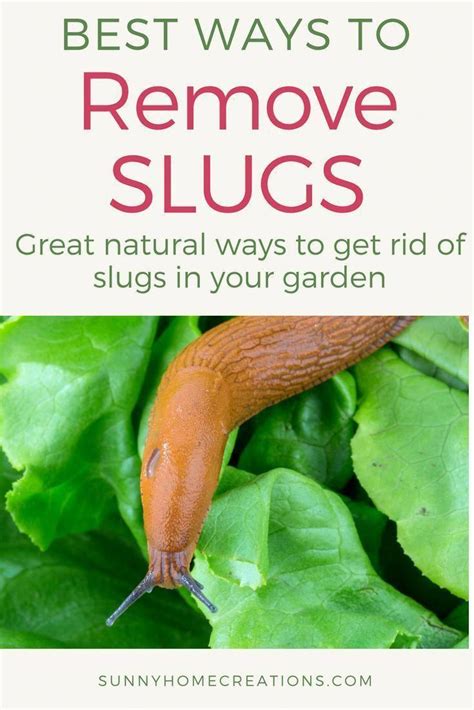 Best Ways To Remove Slugs From Your Garden Some Great Ideas On How To Get Rid Of Slugs From