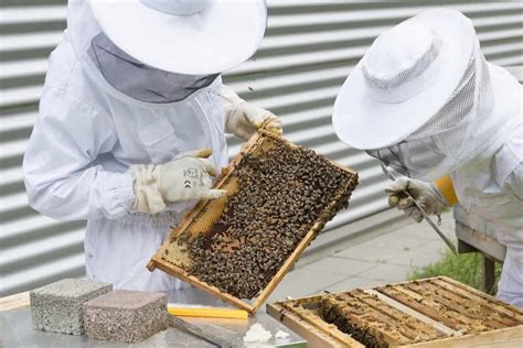 Honey Bee Contract Farming In India Current Trend Schemes Companies