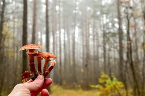 Fungo Di Armillaria Un Genere Di Fungo Parassita Commestibile Con Un