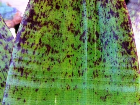 Alcantarea extensa | Wholesale Nursery - Nurseries in Melbourne, Sydney ...