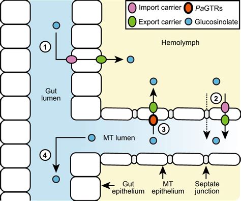 Proposed Model Of Glucosinolate Sequestration In Adult P Armoraciae