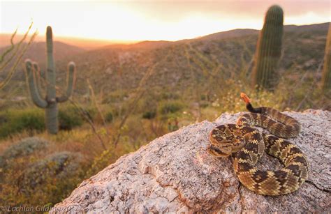 Black Tailed Rattlesnake Crotalus Molossus Lockie Gilding Flickr