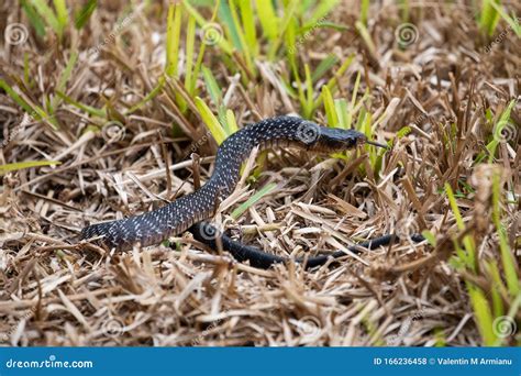 Texas indigo snake stock photo. Image of indigo, wild - 166236458