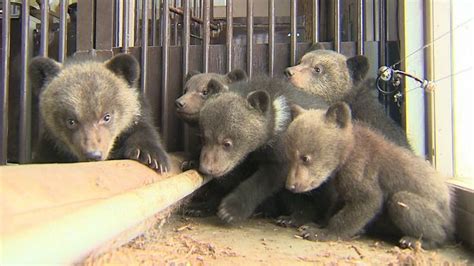 【かわいい♡画像10枚】ことし生まれた5頭の子グマ「のぼりべつクマ牧場」で公開／登別｜sitakke【したっけ】