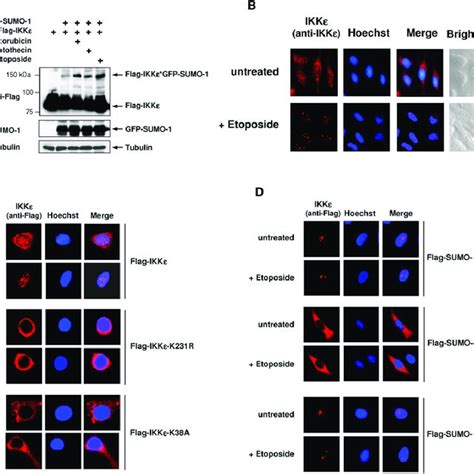 Dna Damage Triggers Recruitment Of Ikk To Pml Nbs A Hela Cells Were