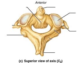 Superior View Of Axis Vertebrae Diagram Quizlet