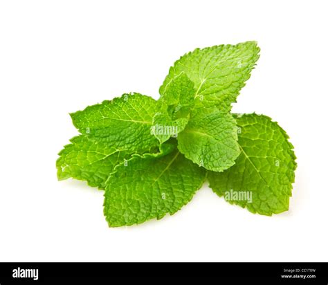fresh green mint isolated  white background stock photo alamy