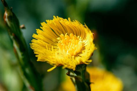 Coltsfoot Medicinal Plant Healthy - Free photo on Pixabay - Pixabay