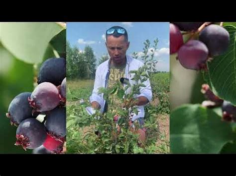 🌿 ИРГА СЛЕЙТ (SLEYT) 🌿 Описание cамого сладкого сорта ирги. - YouTube