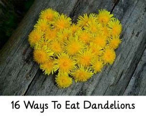 16 Ways To Eat Dandelions