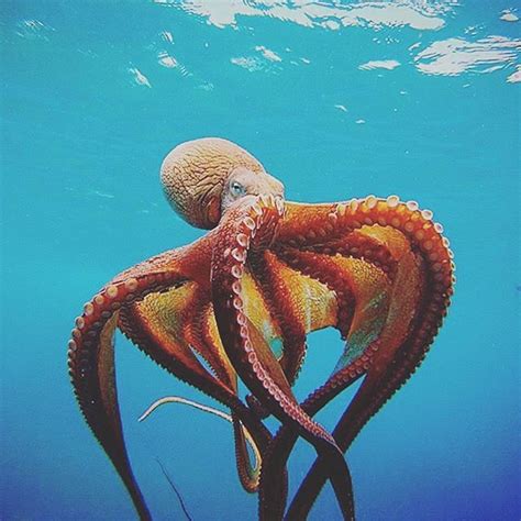 The 25 Best Octopus Ideas On Pinterest Octopuses Octopus Octopus