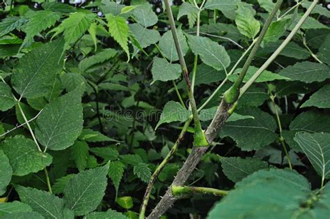 Araliya medical plant stock photo. Image of branch, berries - 159169944