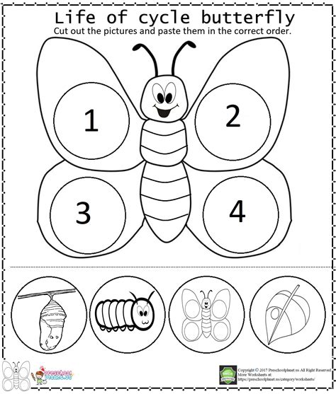 Butterfly Life Cycle Worksheet – Pro Worksheet